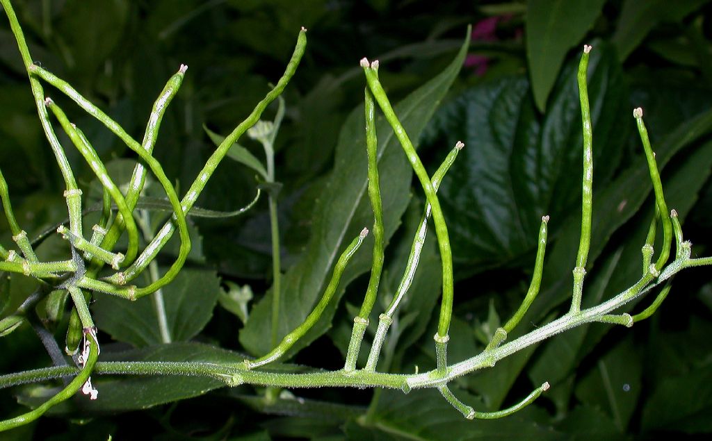 Brassicaceae Hesperis matronalis