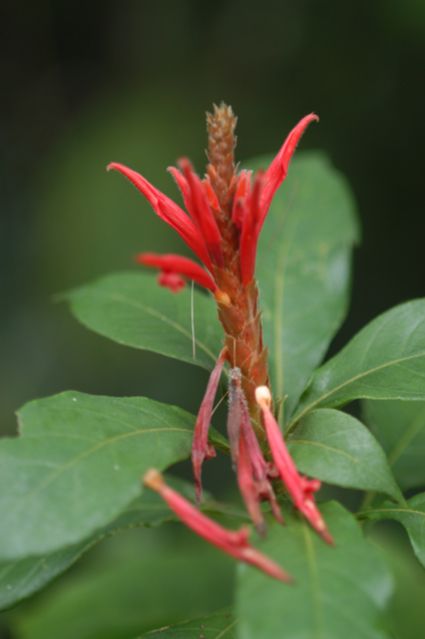 Acanthaceae Aphelandra scabra