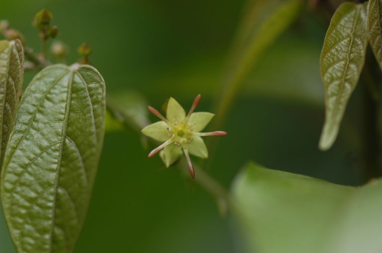 Byttneriaceae Byttneria aculeata