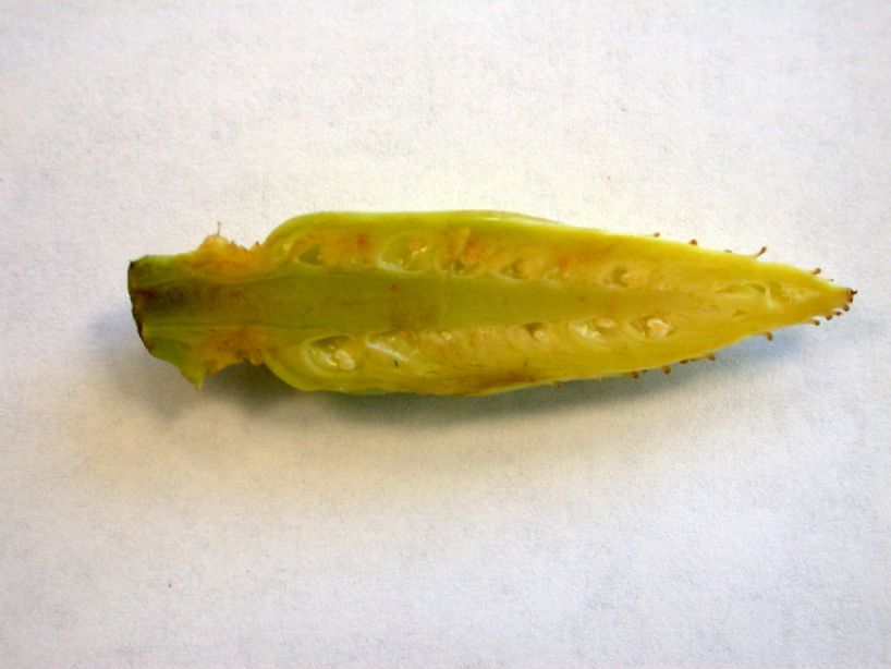 Magnoliaceae Liriodendron tulipifera