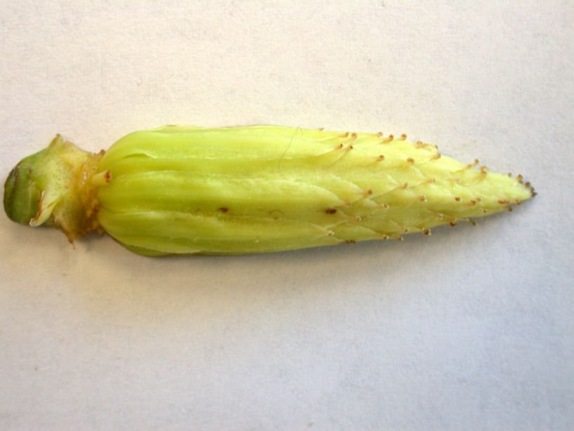 Magnoliaceae Liriodendron tulipifera