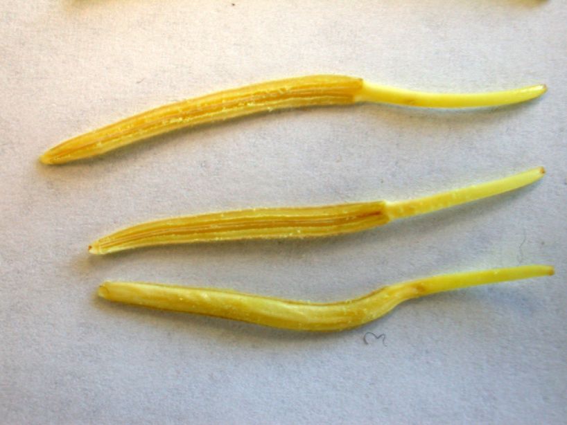 Magnoliaceae Liriodendron tulipifera