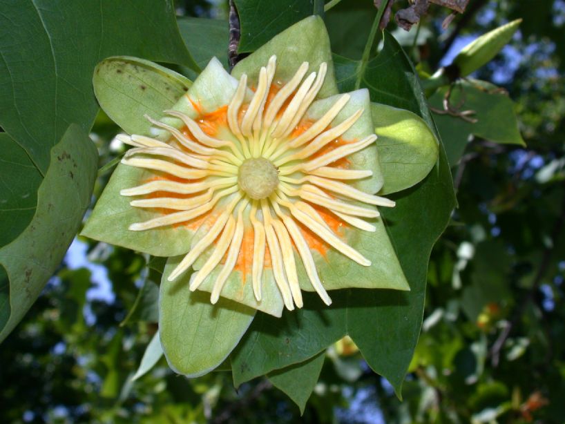 Magnoliaceae Liriodendron tulipifera