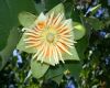 image of Liriodendron tulipifera
