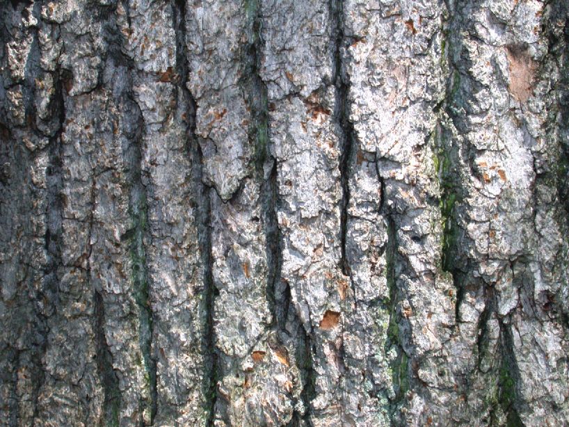 Magnoliaceae Liriodendron tulipifera