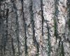 image of Liriodendron tulipifera