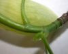 image of Liriodendron tulipifera