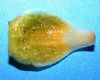 image of Liriodendron chinense