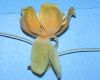 image of Liriodendron chinense
