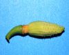 image of Liriodendron chinense