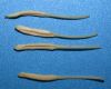 image of Liriodendron chinense