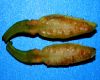 image of Liriodendron chinense