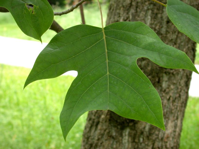 Magnoliaceae Liriodendron chinese