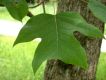 image of Liriodendron chinese