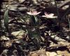 image of Claytonia caroliniana
