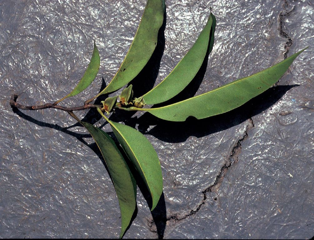 Annonaceae Heteropetalum brasiliense