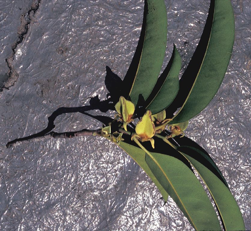 Annonaceae Heteropetalum brasiliense