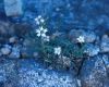 image of Silene 