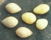 image of Ginkgo biloba