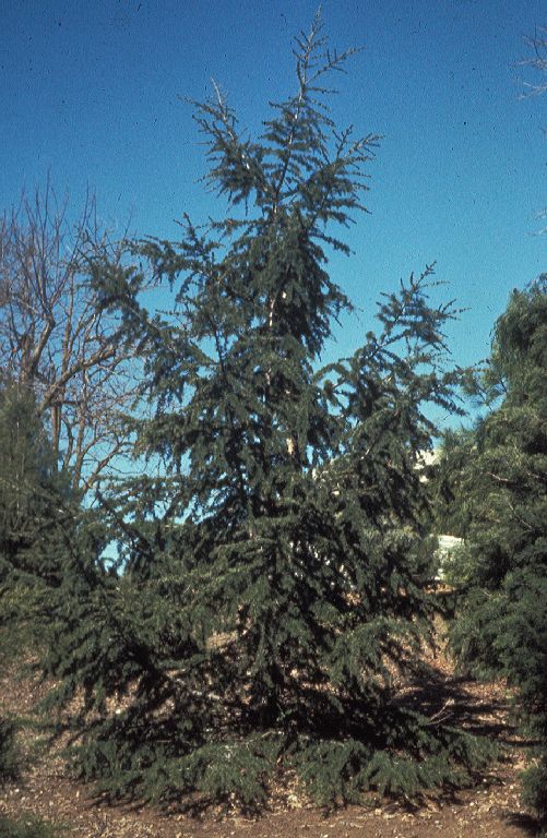 Pinaceae Cedrus libani