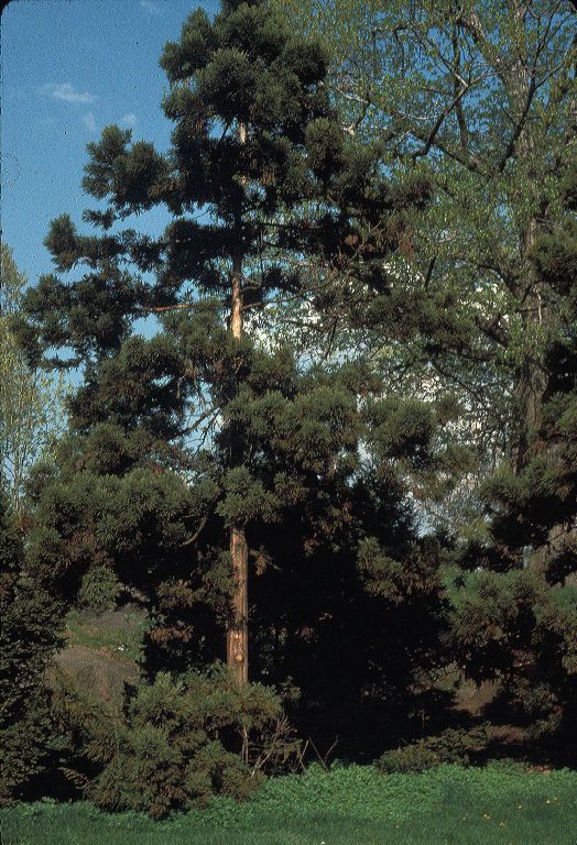 Cupressaceae Cryptomeria japonica