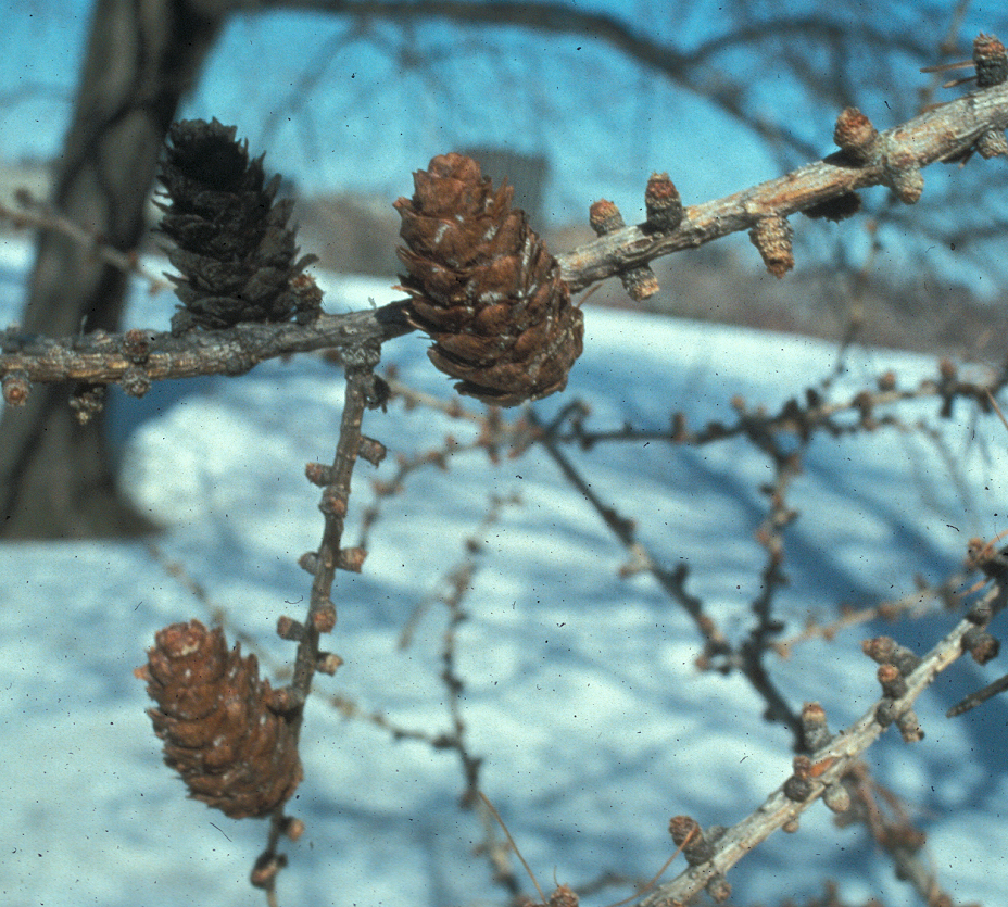 Pinaceae Larix decidua
