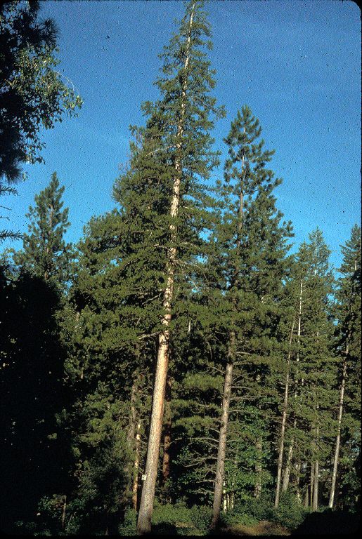Pinaceae Larix occidentalis