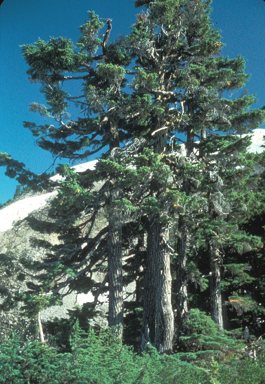 Pinaceae Tsuga mertensiana