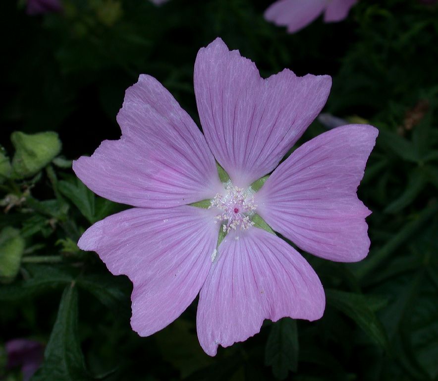 Malvaceae Malva alcea