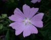image of Malva alcea
