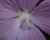 image of Malva alcea