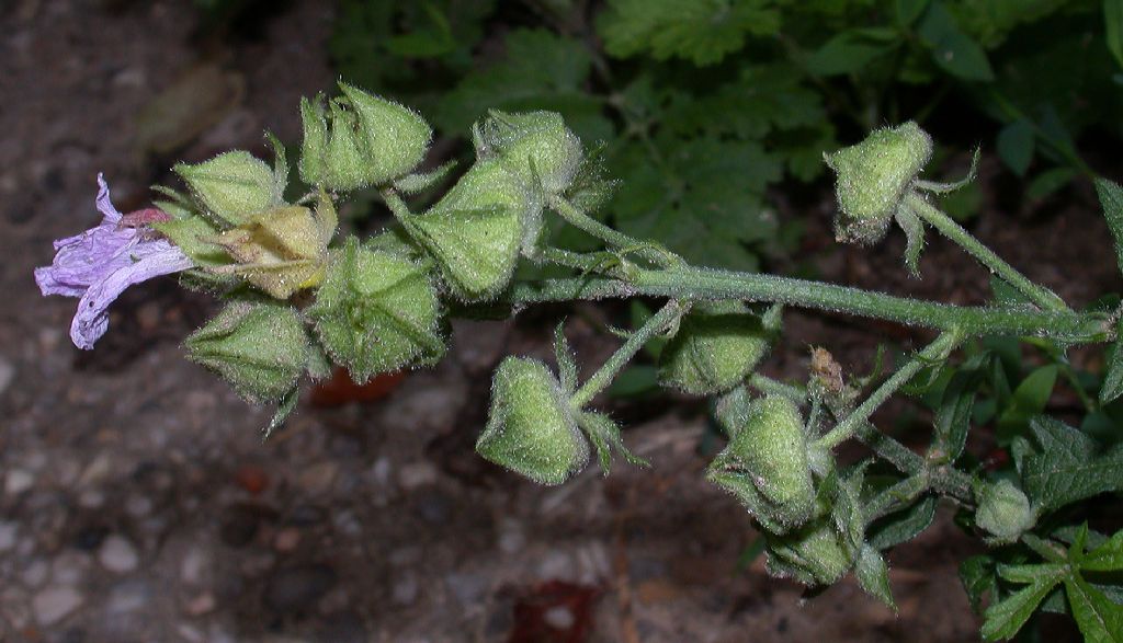 Malvaceae Malva alcea