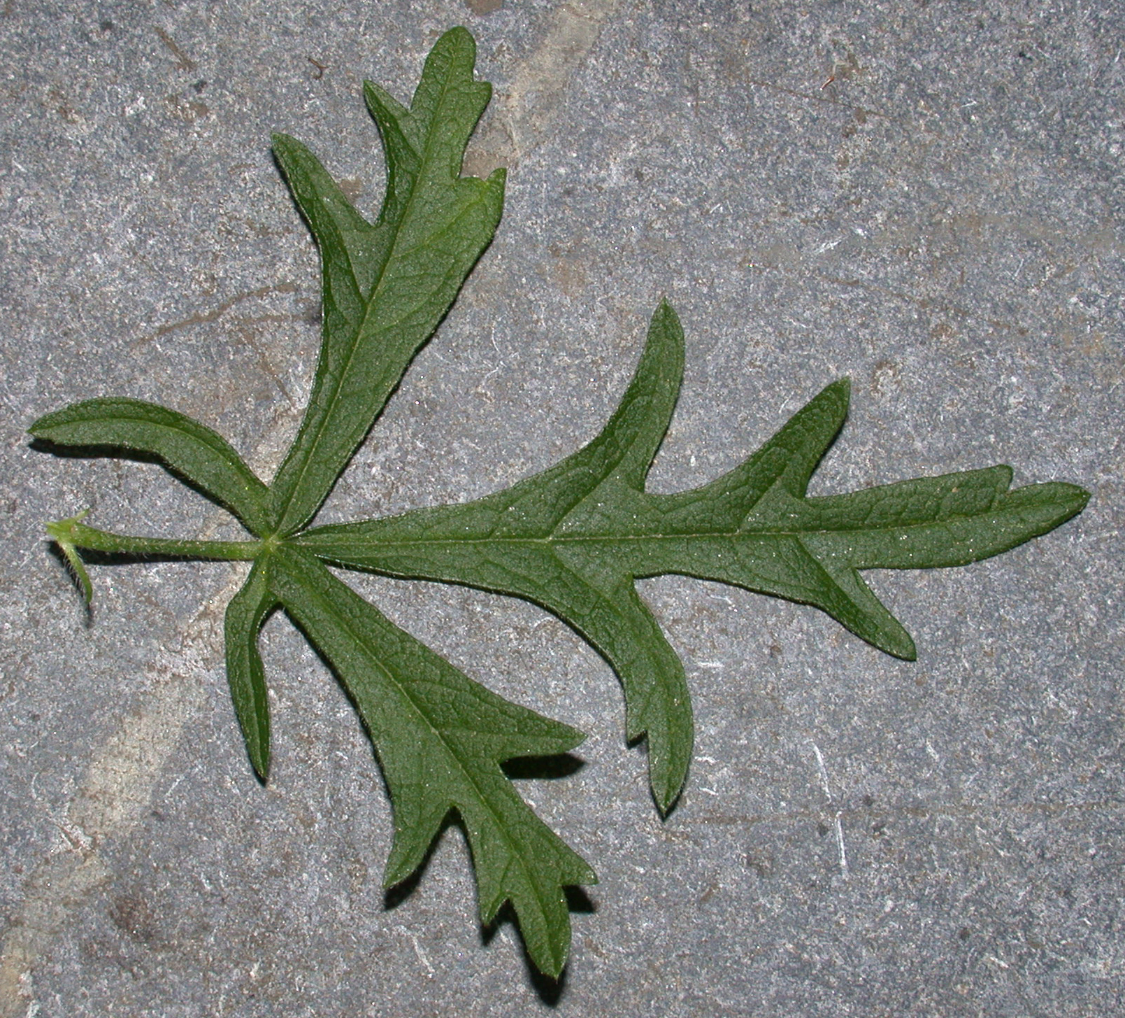 Malvaceae Malva alcea
