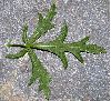 image of Malva alcea