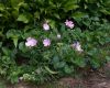 image of Malva alcea