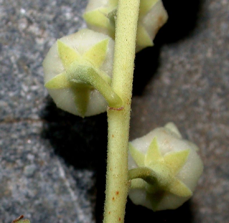 Ericaceae Oxydendrum arboreum