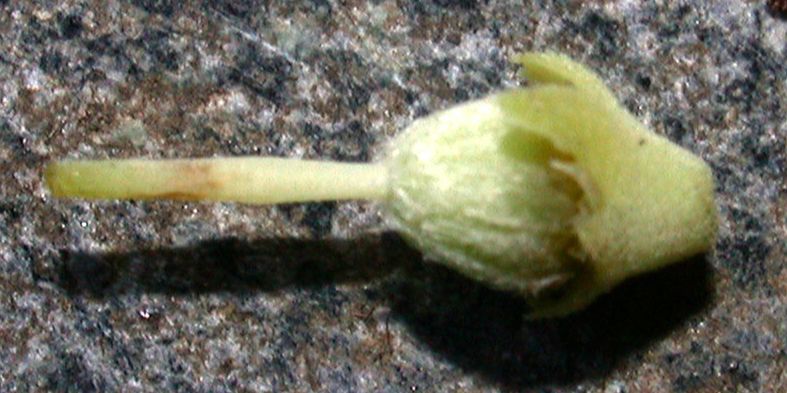 Ericaceae Oxydendrum arboreum