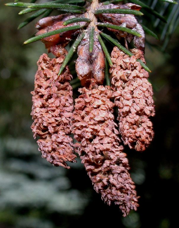 Pinaceae Picea balfouriana