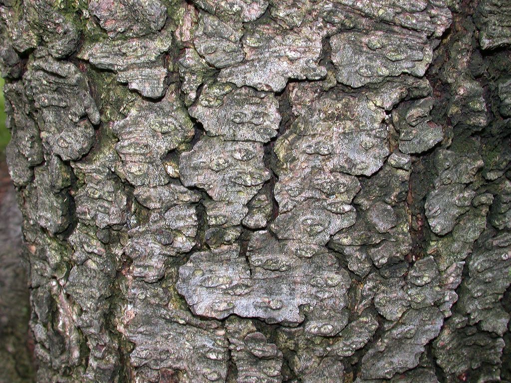 Pinaceae Picea balfouriana