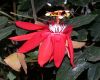 image of Passiflora vitifolia