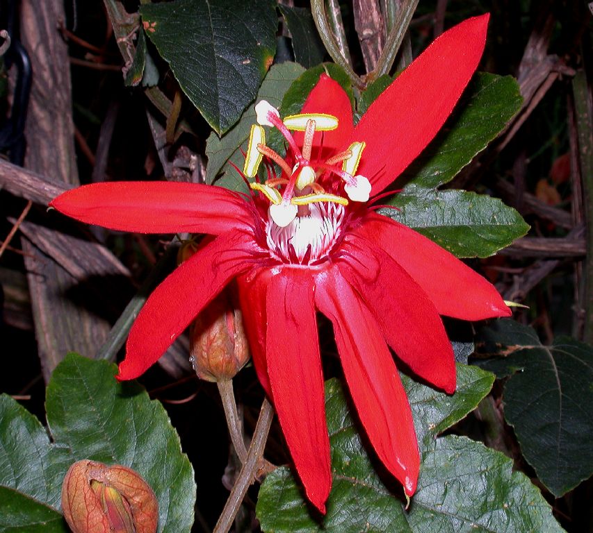 Passifloraceae Passiflora vitifolia