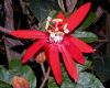 image of Passiflora vitifolia