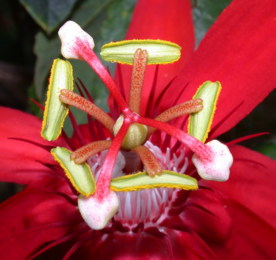 Passifloraceae Passiflora vitifolia
