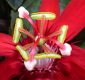 image of Passiflora vitifolia