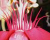 image of Passiflora vitifolia