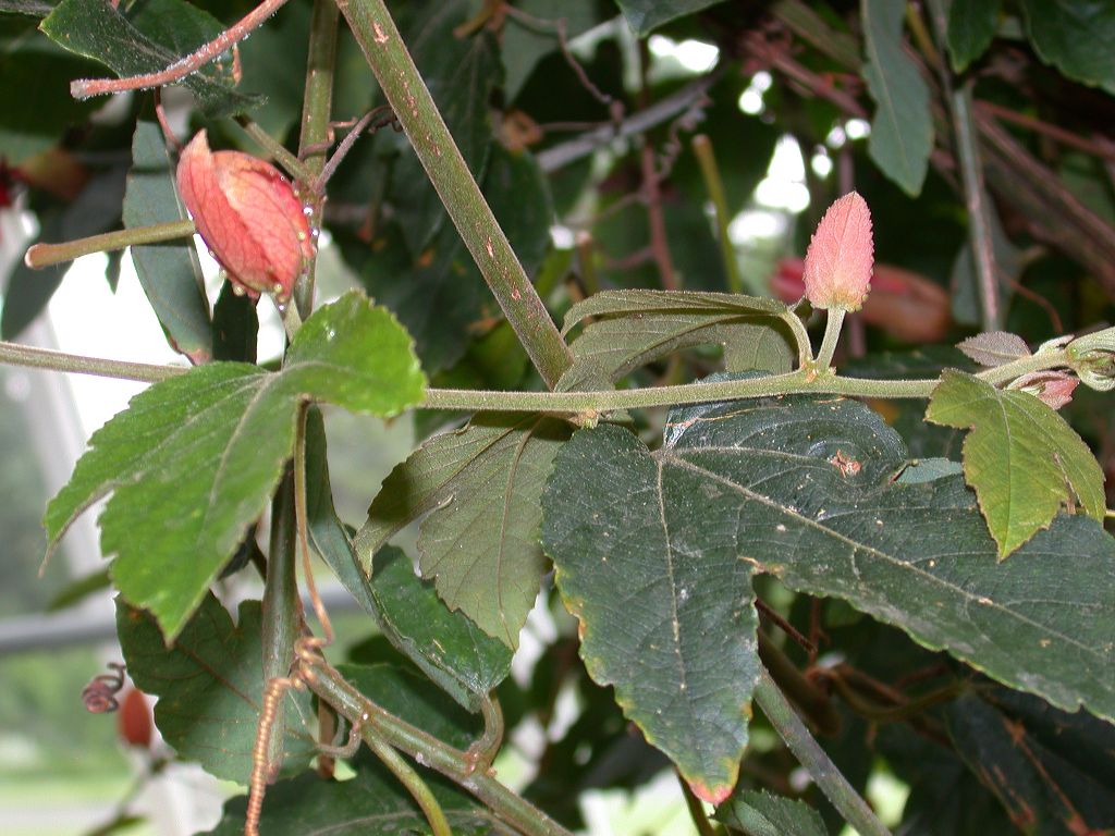 Passifloraceae Passiflora vitifolia