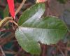 image of Passiflora vitifolia