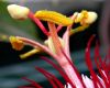 image of Passiflora vitifolia