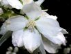 image of Philadelphus coronarius