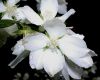 image of Philadelphus coronarius